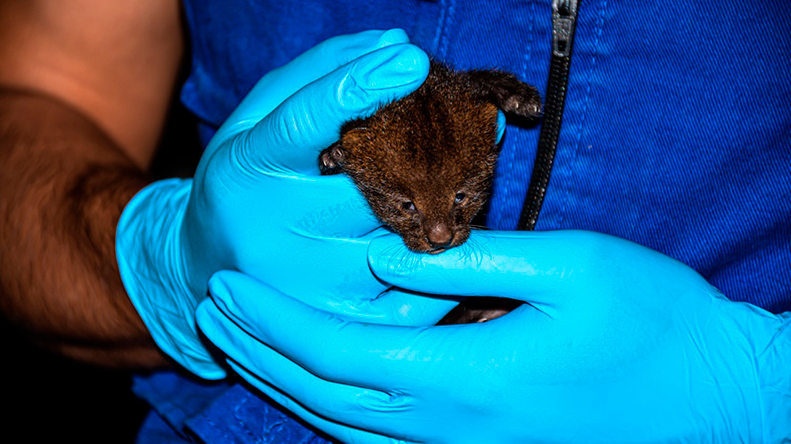 Una cría de puma fue rescatada en el Aeropuerto Perales Una cría de puma fue rescatada en el Aeropuerto Perales