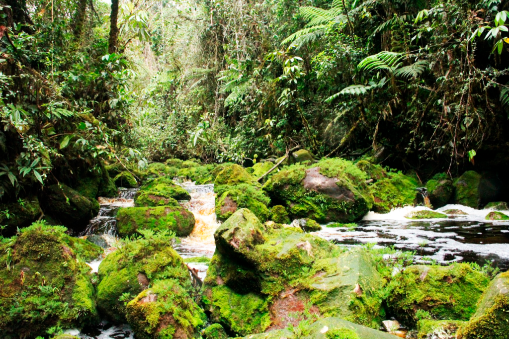 Amé: la fundación que trabaja por conservar el legendario bosque de Galilea Amé: la fundación que trabaja por conservar el legendario bosque de Galilea