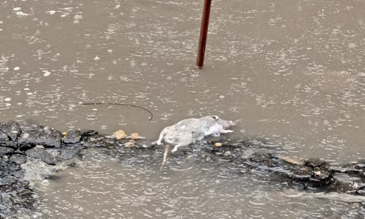 Roedores, cráteres y malos olores atentan contra la salud de vecinos y comerciantes del barrio Rincón de Piedra Pintada Roedores, cráteres y malos olores atentan contra la salud de vecinos y comerciantes del barrio Rincón de Piedra Pintada