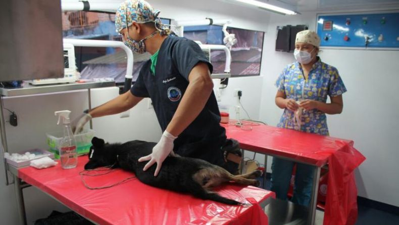 ¿Necesita esterilizar a su mascota? Hágalo en el CAPA de forma gratuita ¿Necesita esterilizar a su mascota? Hágalo en el CAPA de forma gratuita
