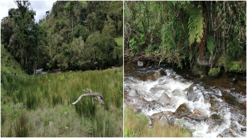 Cortolima adquirió cuatro nuevos predios para la conservación del río Cucuana