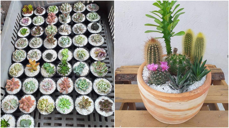 ¿Qué son las suculentas y los cactus y cómo se deben cuidar?