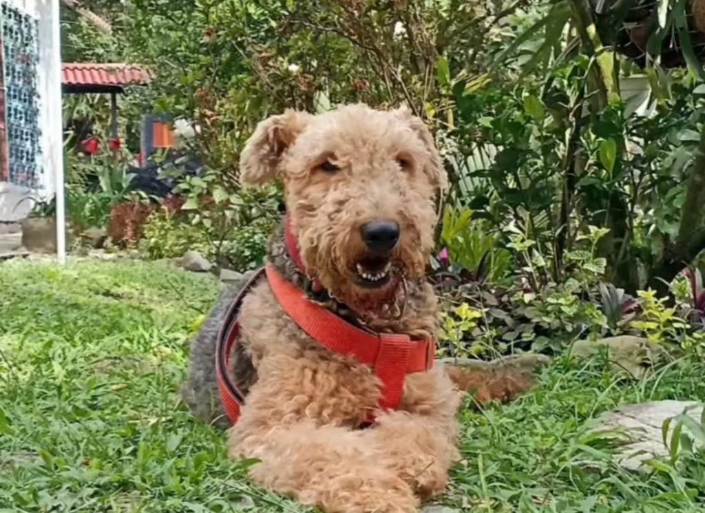 Perro muere infartado en Ibagué por la quema de pólvora