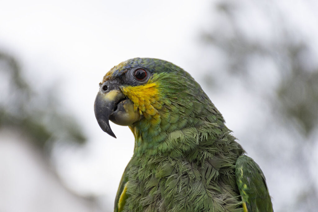 Fauna silvestre del mundo sigue amenazada por mitos y creencias Fauna silvestre del mundo sigue amenazada por mitos y creencias