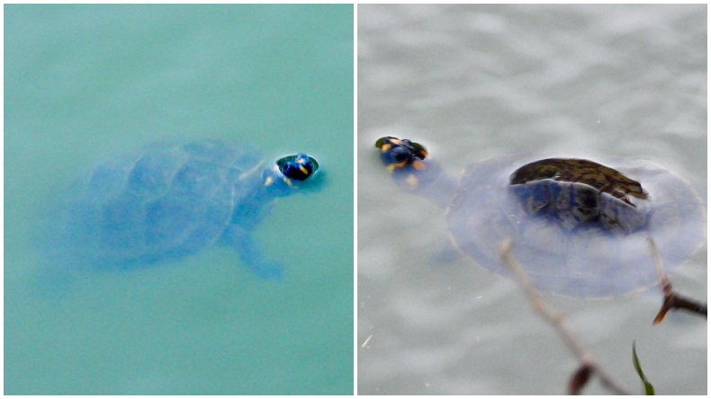 Cortolima liberó en el Parque Suruma de Mocoa a nueve tortugas Cortolima liberó en el Parque Suruma de Mocoa a nueve tortugas
