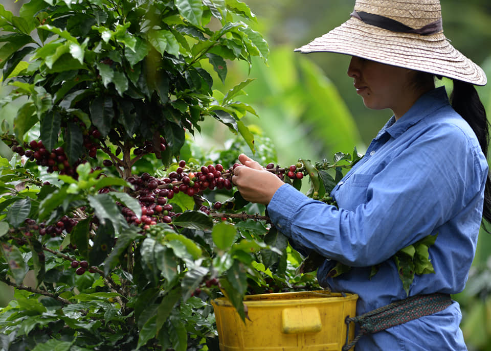 Dos ferias de café y turismo para disfrutar de agosto en el Tolima