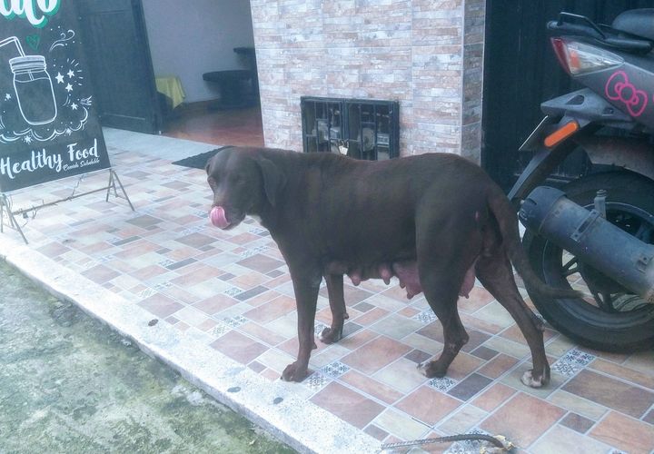 Hombre estaría obligando a una perrita a parir para luego vender los cachorros en Ibagué Hombre estaría obligando a una perrita a parir para luego vender los cachorros en Ibagué