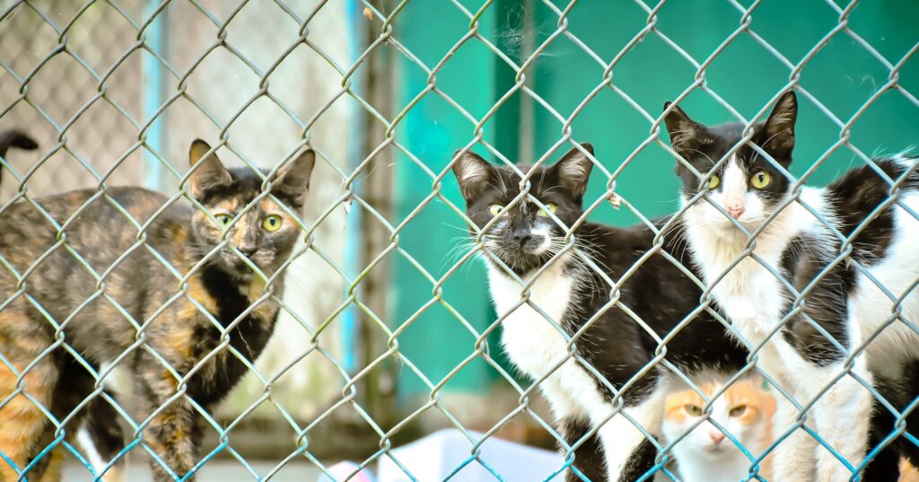 Jornada de adopción: 80 perros y gatos que están en el CAPA de Ibagué buscan un hogar Jornada de adopción: 80 perros y gatos que están en el CAPA de Ibagué buscan un hogar