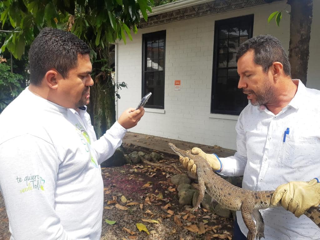 Caimán del Orinoco aparece en potrero de Ibagué