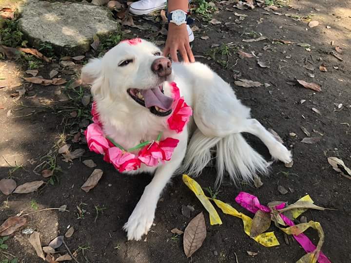 Exprese el amor que siente por su perro en el ‘Festival Kukur Tihar’ que se realizará en Ibagué Exprese el amor que siente por su perro en el ‘Festival Kukur Tihar’ que se realizará en Ibagué