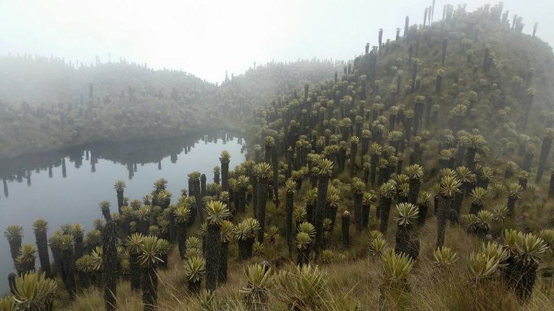 Los cuatro páramos que el Tolima debe cuidar y preservar Los cuatro páramos que el Tolima debe cuidar y preservar