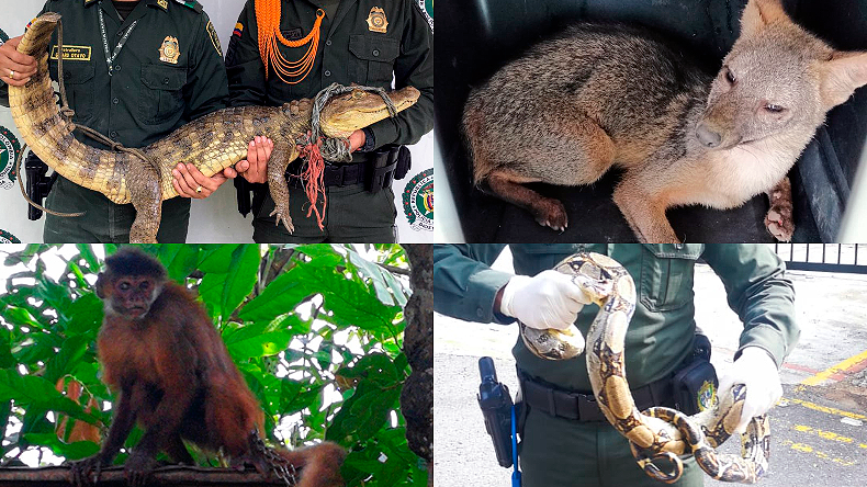 Más de 200 animales silvestres ha rescatado la Policía Ambiental del Tolima Más de 200 animales silvestres ha rescatado la Policía Ambiental del Tolima