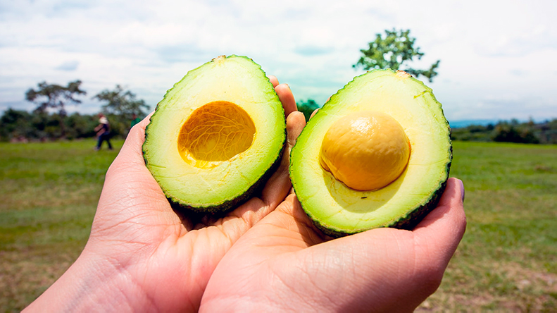 El oro verde del Tolima El oro verde del Tolima
