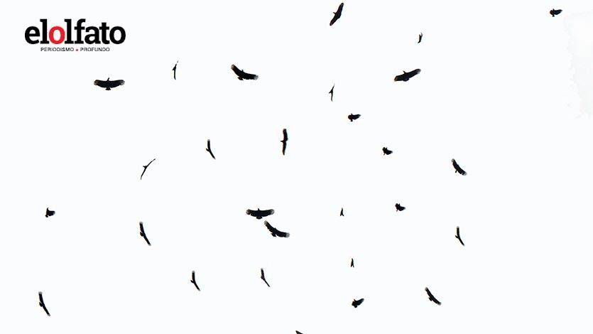 Histórico: Miles de águilas cuaresmeras sobrevolaron Ibagué Histórico: Miles de águilas cuaresmeras sobrevolaron Ibagué