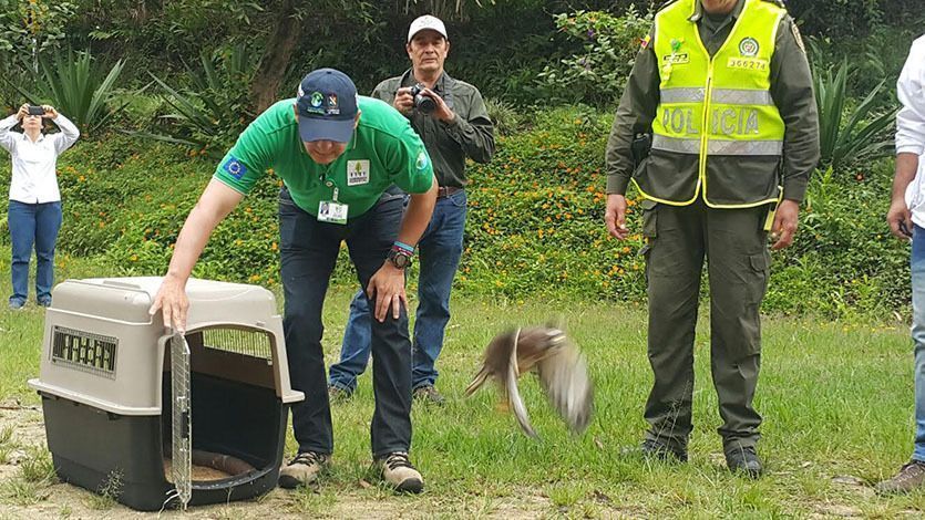 La historia del águila cuaresmera que liberó Cortolima