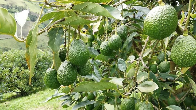 Aguacate Hass tolimense se comercializará en Costa Rica Aguacate Hass tolimense se comercializará en Costa Rica