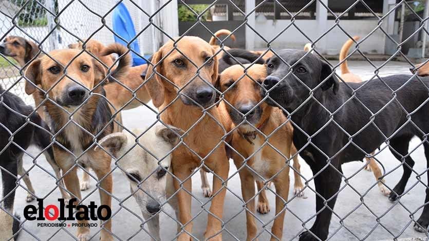 «No se practican eutanasias a menos de que sea bajo concepto médico»: CAPA «No se practican eutanasias a menos de que sea bajo concepto médico»: CAPA