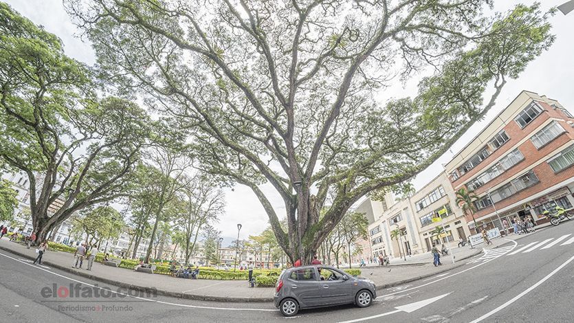Un samán y una ceiba, los dos gigantes testigos de la historia de Ibagué Un samán y una ceiba, los dos gigantes testigos de la historia de Ibagué