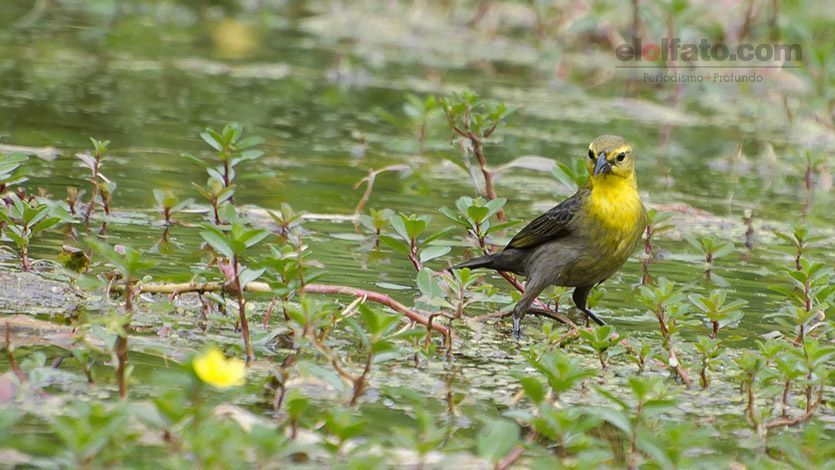 Avistamiento de aves, un buen plan para realizar en Ibagué Avistamiento de aves, un buen plan para realizar en Ibagué