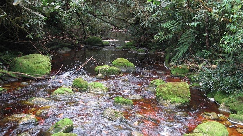Uno de los bosques más importantes del Tolima bajo amenaza del fracking: Cortolima Uno de los bosques más importantes del Tolima bajo amenaza del fracking: Cortolima