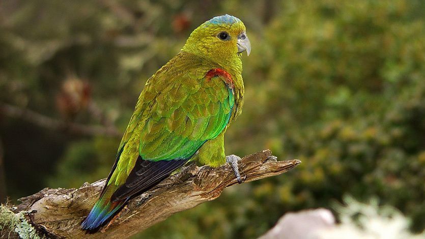 Conozca las 10 especies de aves más representativas del Tolima Conozca las 10 especies de aves más representativas del Tolima