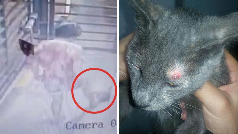 Indignación en Ibagué por mujer que pateó un gatico que estaba durmiendo Indignación en Ibagué por mujer que pateó un gatico que estaba durmiendo