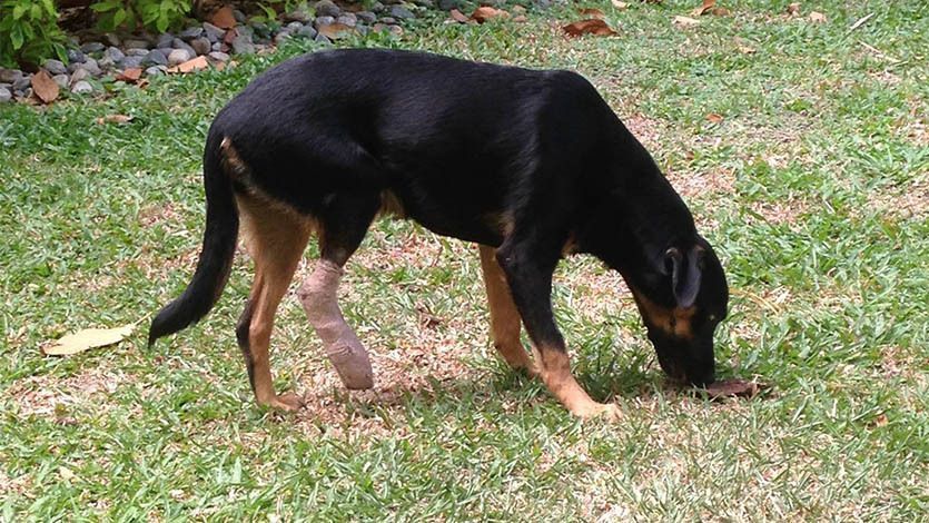 Desde ahora, multas hasta prisión para maltratadores de animales Desde ahora, multas hasta prisión para maltratadores de animales