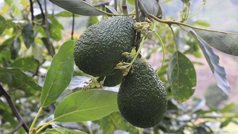 El aguacate: el oro verde que se produce en el Tolima El aguacate: el oro verde que se produce en el Tolima