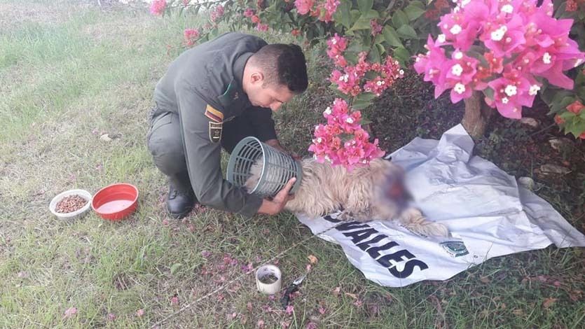 Policía rescató en Rovira a perrita quemada con aceite caliente y busca a los responsables Policía rescató en Rovira a perrita quemada con aceite caliente y busca a los responsables