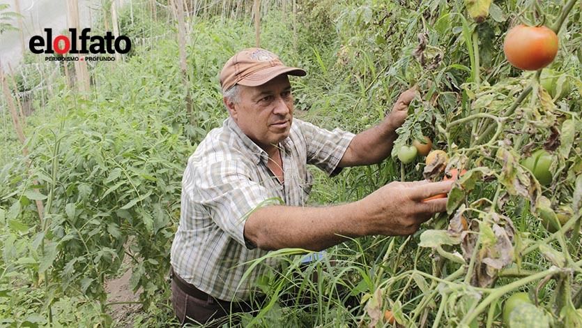 Don Germán, el campesino que le apostó a la agricultura orgánica en Ibagué