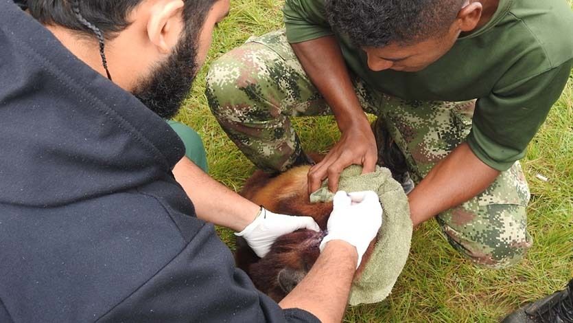 Ejército y Cortolima rescataron a un mono aullador en delicado estado de salud Ejército y Cortolima rescataron a un mono aullador en delicado estado de salud