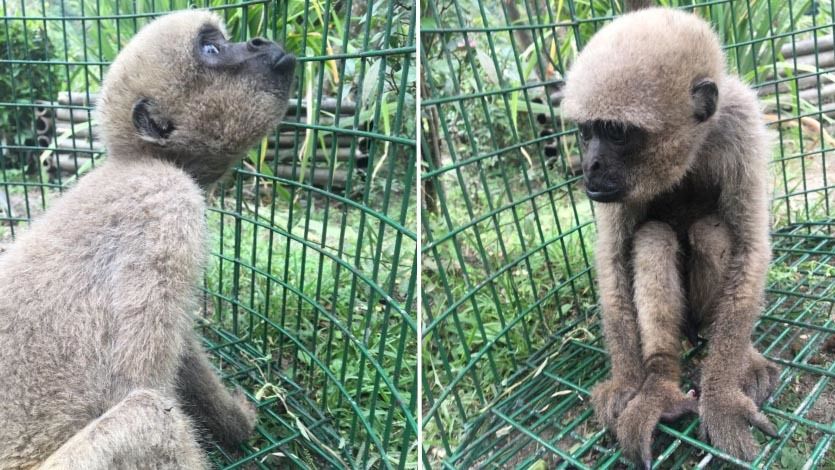Mono ‘Lanudo Plateado’ del Perú fue entregado a Cortolima en El Espinal Mono ‘Lanudo Plateado’ del Perú fue entregado a Cortolima en El Espinal
