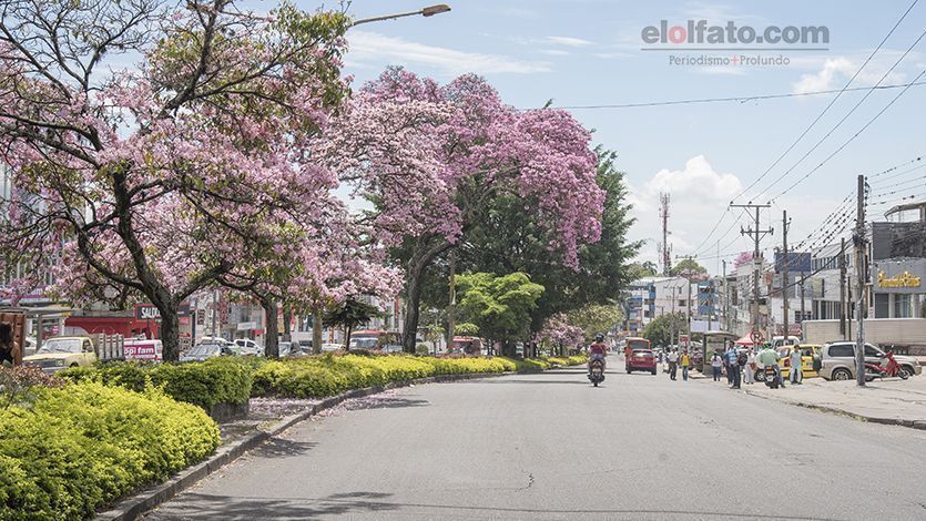 Ya florecieron los más de 3.500 ocobos que embellecen a Ibagué Ya florecieron los más de 3.500 ocobos que embellecen a Ibagué