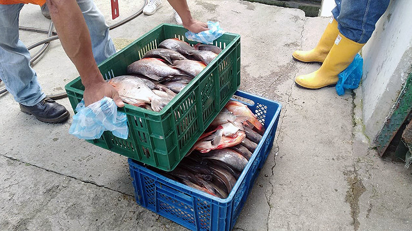 Incautaron 58 kilogramos de pescado en mal estado en Ibagué Incautaron 58 kilogramos de pescado en mal estado en Ibagué