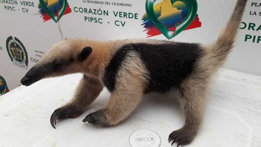 Autoridades del Tolima rescataron a un oso hormiguero y una babilla Autoridades del Tolima rescataron a un oso hormiguero y una babilla