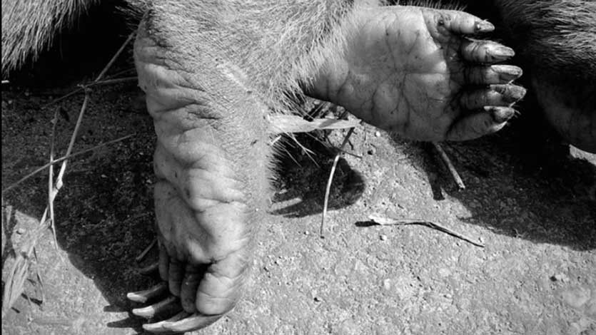 Oso hormiguero falleció luego de ser arrollado en la vía Carmen de Apicalá – Melgar Oso hormiguero falleció luego de ser arrollado en la vía Carmen de Apicalá – Melgar