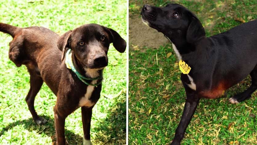 La dolorosa historia de Paticas y Lolita, los perros que perdieron sus extremidades y hoy buscan un hogar La dolorosa historia de Paticas y Lolita, los perros que perdieron sus extremidades y hoy buscan un hogar