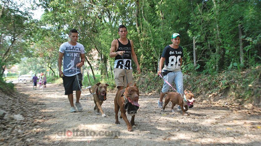 La póliza para caninos de raza peligrosa, pendiente de reglamentación La póliza para caninos de raza peligrosa, pendiente de reglamentación