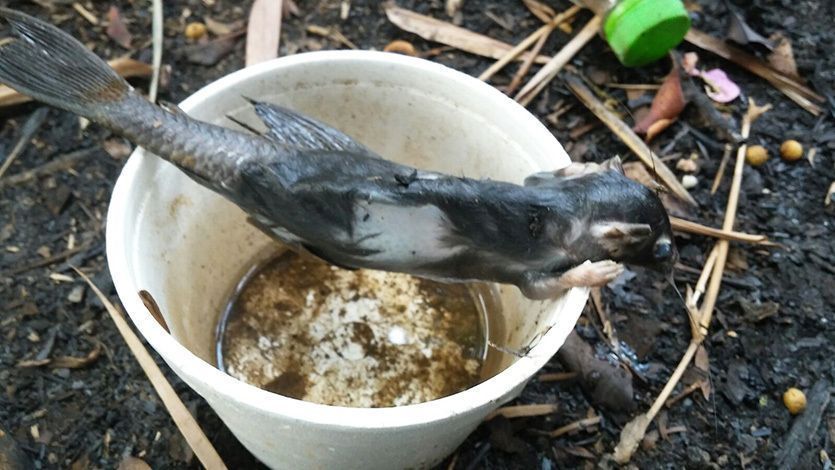 Cortolima desmiente hallazgo de animal mutante en Ibagué Cortolima desmiente hallazgo de animal mutante en Ibagué