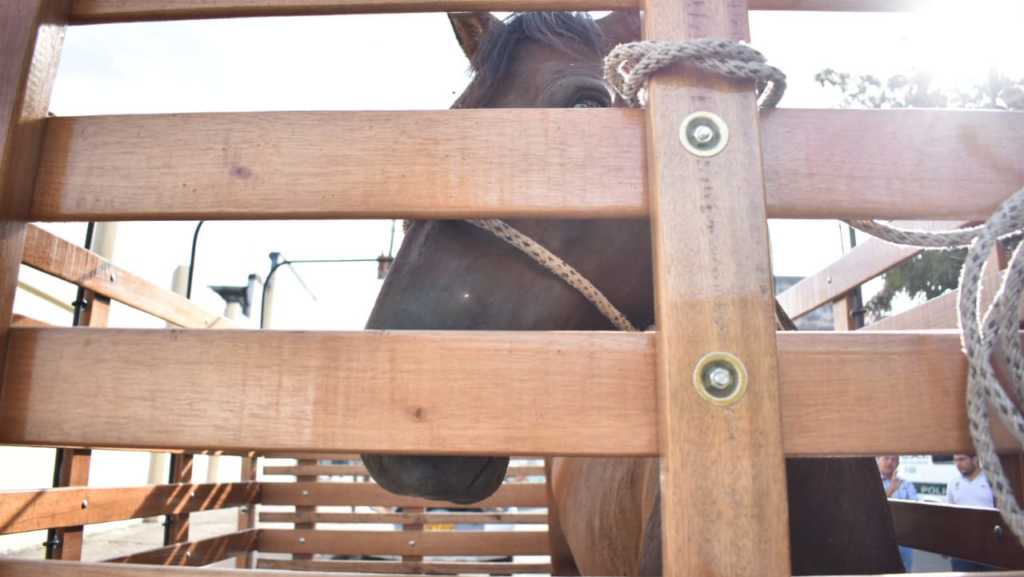 Los caballos y bovinos heridos de Ibagué tendrán un nuevo tráiler del CAPA para socorrerlos Los caballos y bovinos heridos de Ibagué tendrán un nuevo tráiler del CAPA para socorrerlos