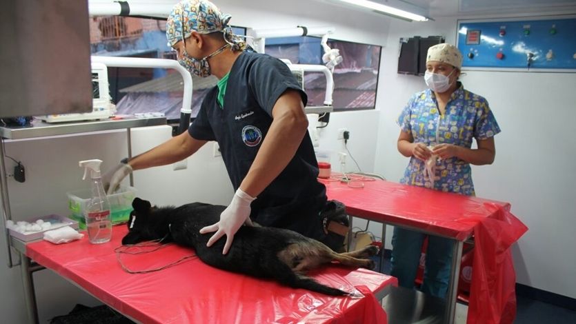 Unidad Quirúrgica Veterinaria continúa con jornadas de esterilización Unidad Quirúrgica Veterinaria continúa con jornadas de esterilización