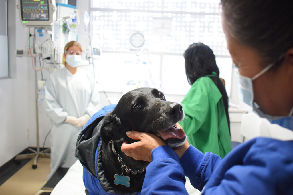 Mascotas ayudan en la recuperación de sus dueños en la UCI