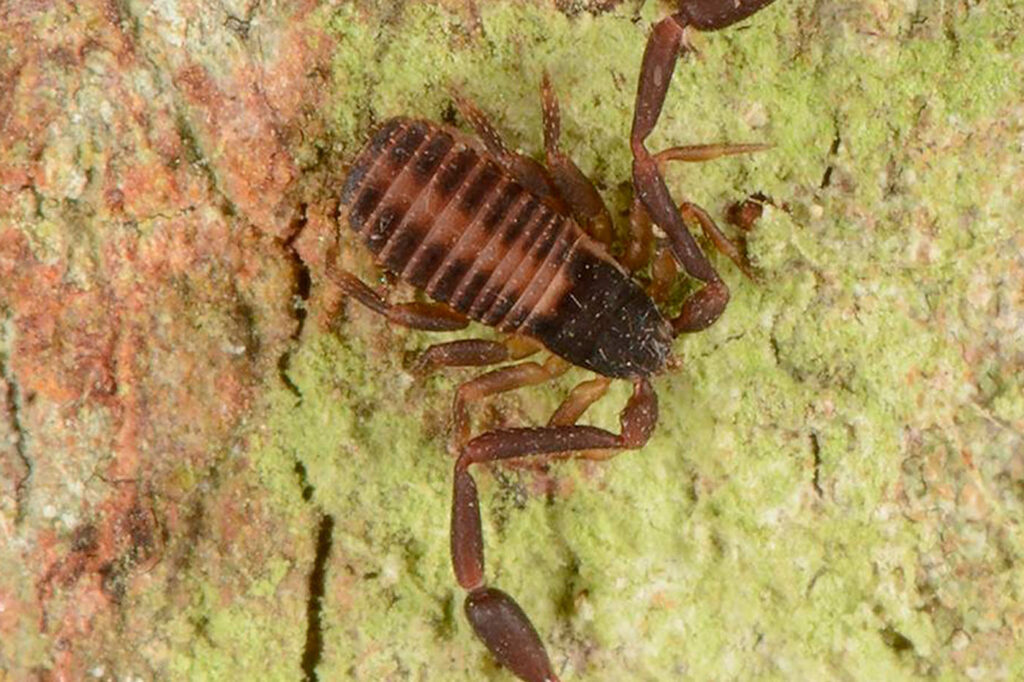 Descubren cinco nuevas especies de pseudoescorpión en Colombia Descubren cinco nuevas especies de pseudoescorpión en Colombia