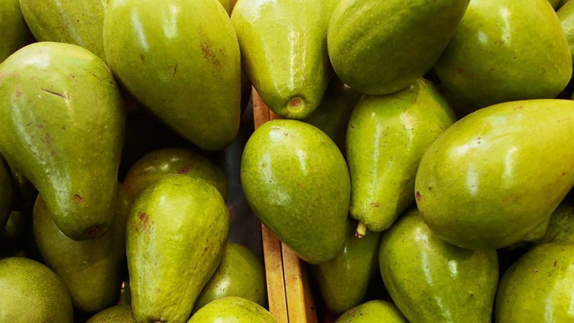 Minagricultura entregó planta de acopio y empaque de aguacate en Armero Minagricultura entregó planta de acopio y empaque de aguacate en Armero