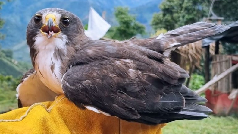 Dos niños de Chaparral rescataron a un águila cola corta Dos niños de Chaparral rescataron a un águila cola corta