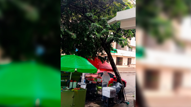 Vecinos de La Macarena piden talar un árbol en riesgo de caída desde hace más de un año