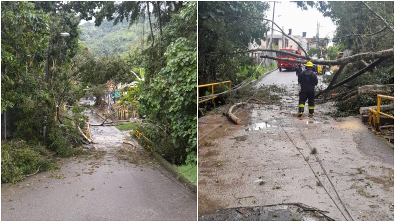 Fuertes lluvias provocaron caída de árboles en dos sectores de Ibagué Fuertes lluvias provocaron caída de árboles en dos sectores de Ibagué