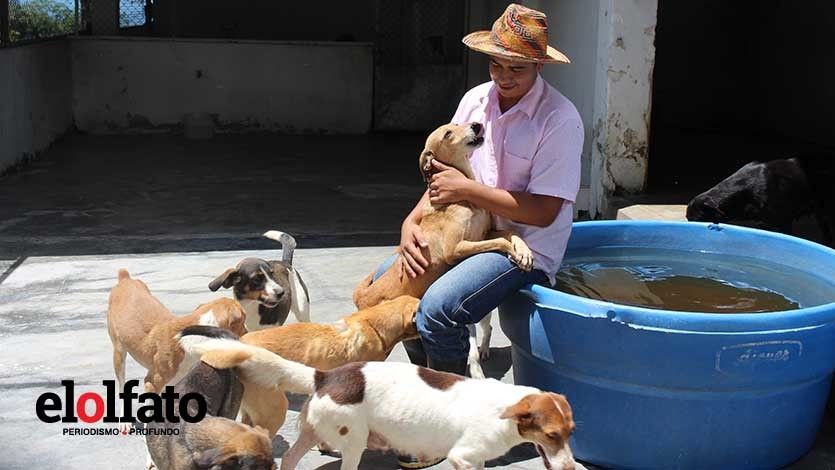 Arley, el ángel de la guarda de las mascotas abandonadas de Ibagué Arley, el ángel de la guarda de las mascotas abandonadas de Ibagué