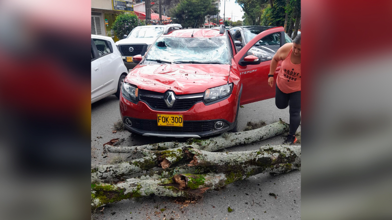 Susto por árbol debilitado que cayó sobre un vehículo en movimiento en Ibagué