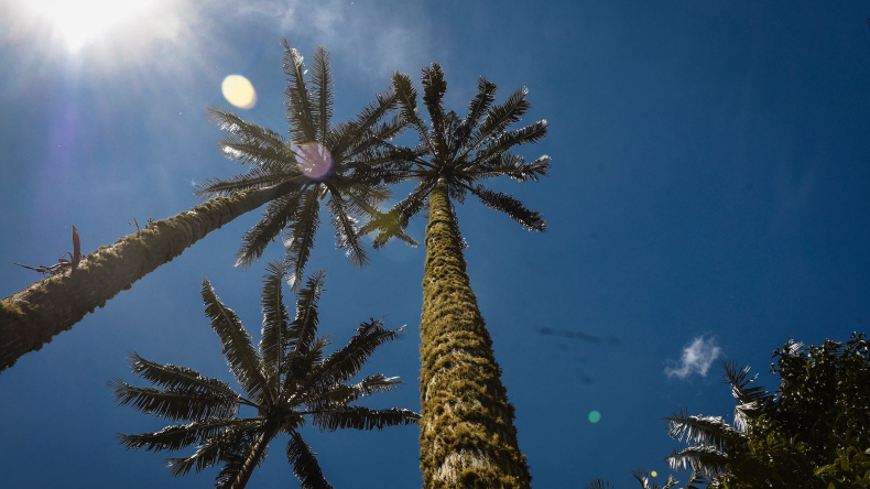 Infractores que comercialicen palma de cera podrán enfrentar multas de hasta $5.000 millones Infractores que comercialicen palma de cera podrán enfrentar multas de hasta $5.000 millones